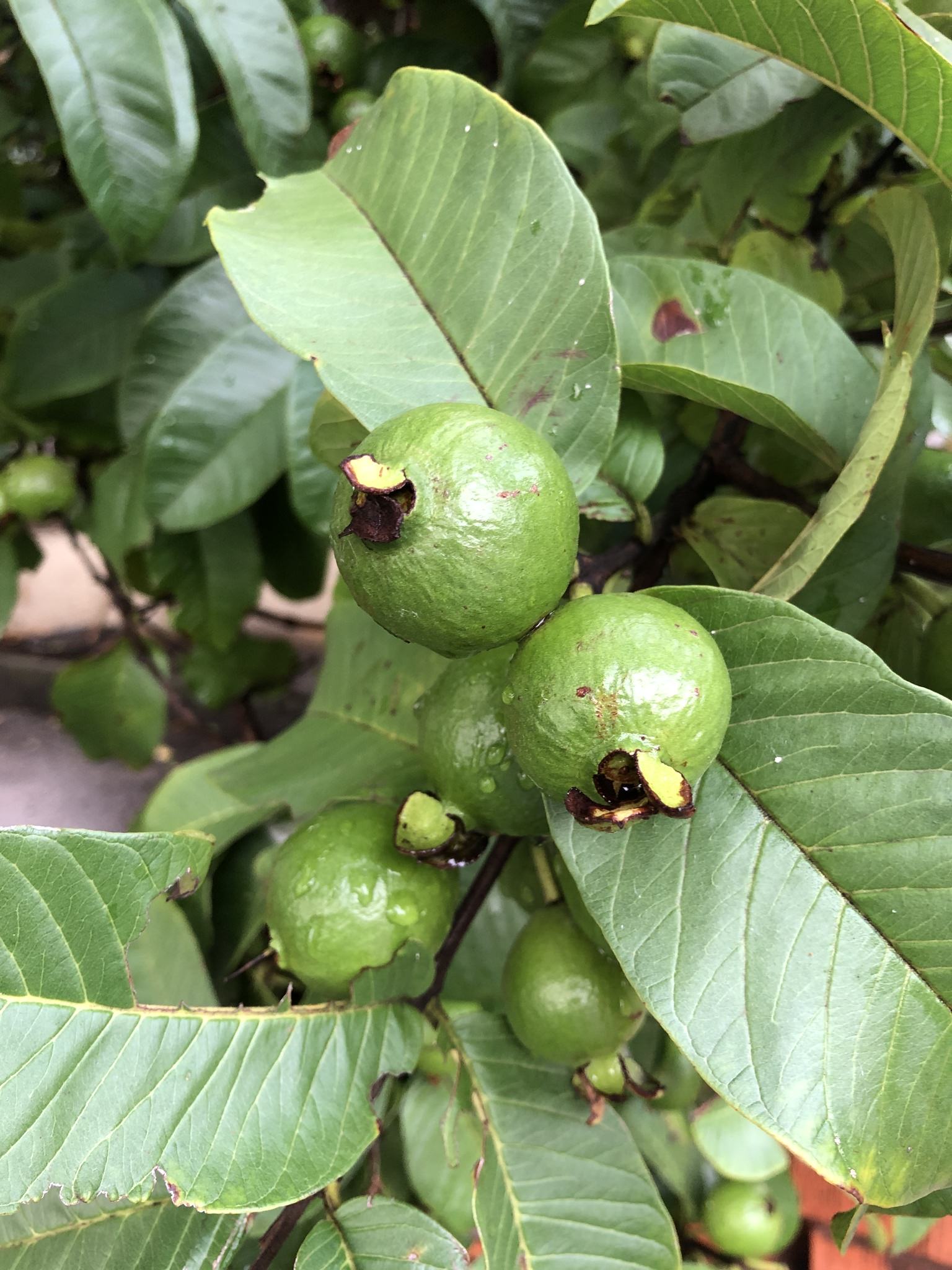 Psidium guajava